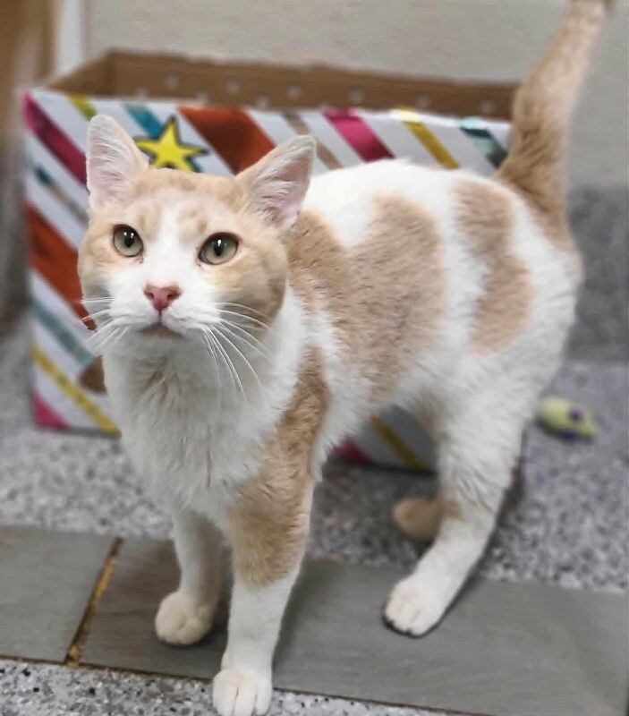 Picture of the Animal Listed